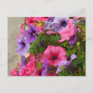 Carte Postale Rose