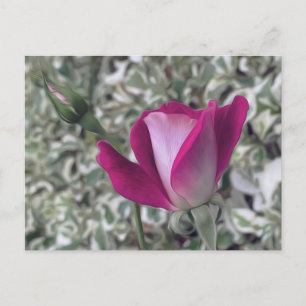 Carte Postale Rose