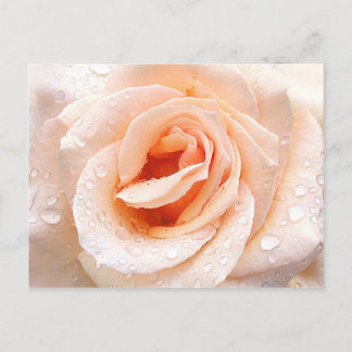 Carte postale rose