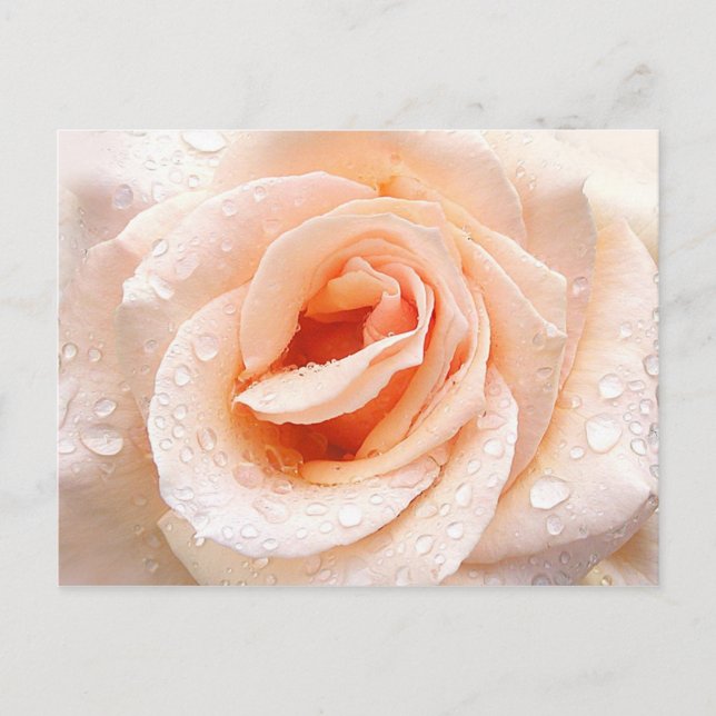 Carte postale rose (Devant)