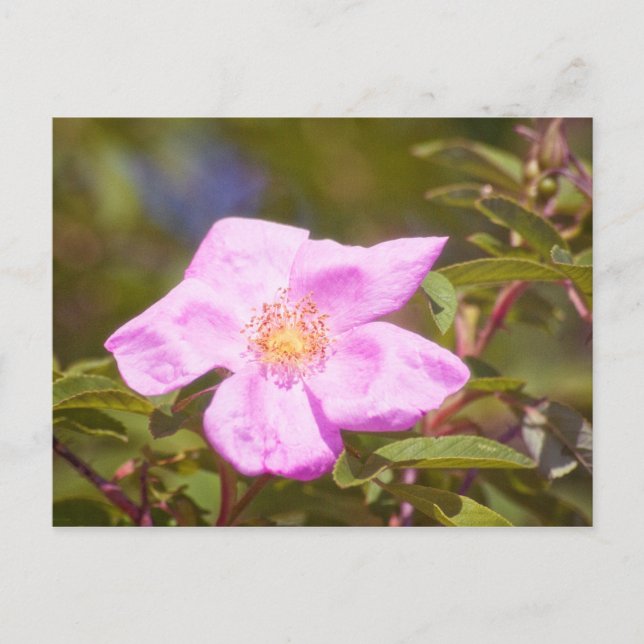 Carte Postale Rose (Devant)