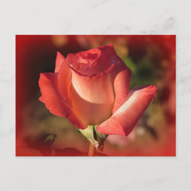 Carte postale rose (Devant)