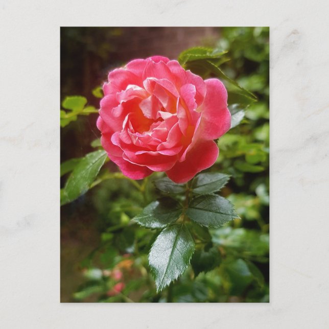 Carte postale rose (Devant)