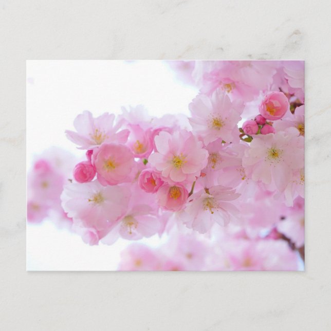 Carte postale rose (Devant)