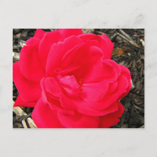 Carte Postale Rose