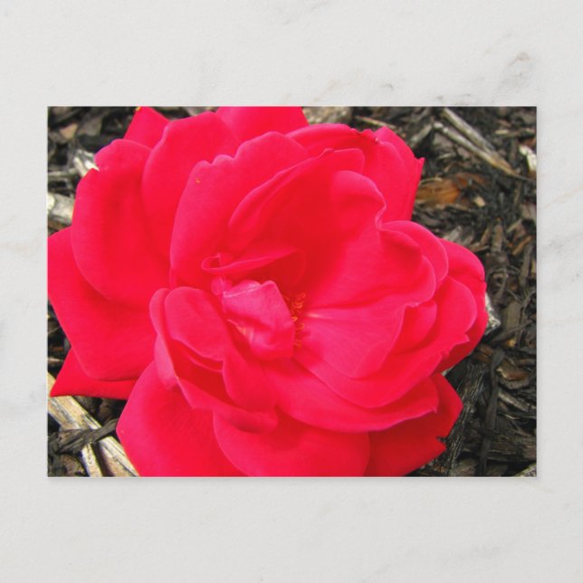Carte Postale Rose (Devant)