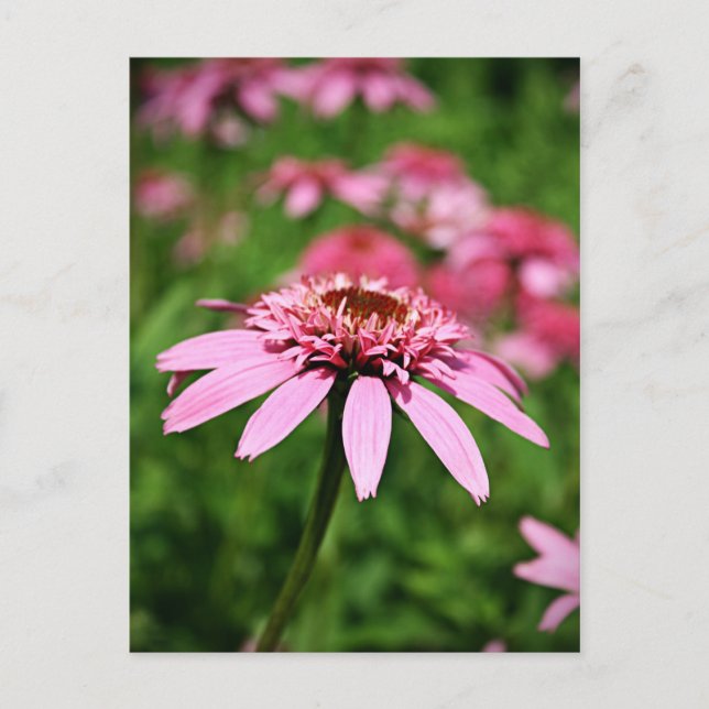 Carte Postale Rose (Devant)