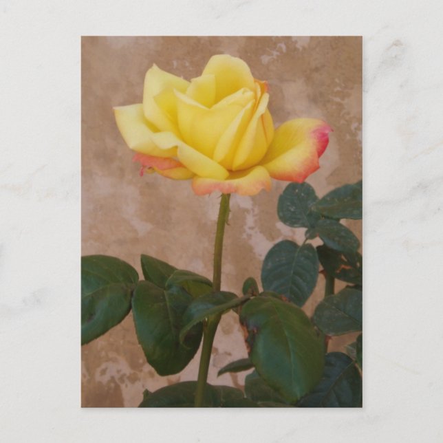 Carte postale rose (Devant)