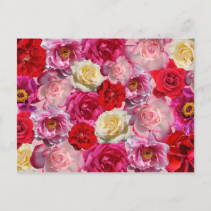 carte postale rose