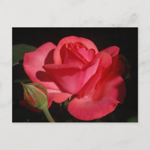 Carte Postale Rose5