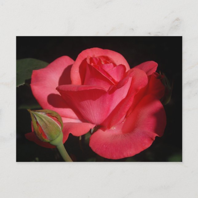 Carte Postale Rose5 (Devant)