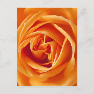 Carte Postale rose-186452 rose rosacae, fleur, été, orange,