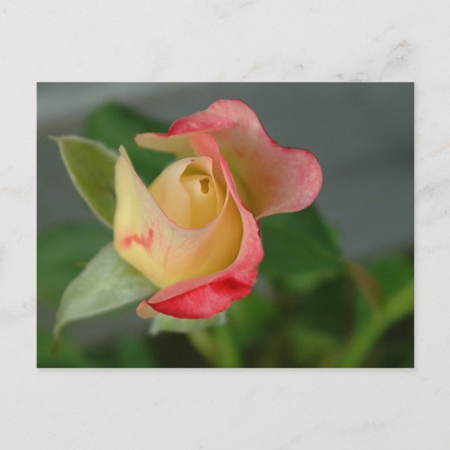 CARTE POSTALE ROSE 2 (Devant)