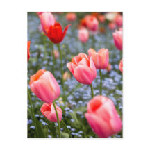 Carte postale rose Amsterdam Springtime Tulips