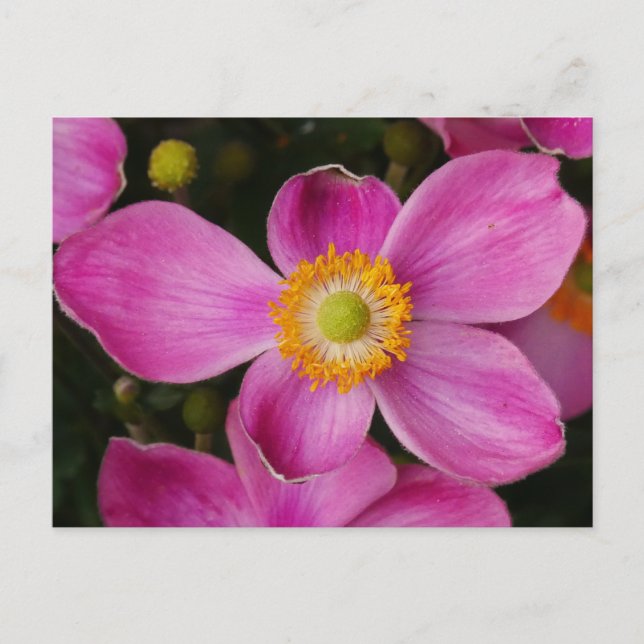Carte postale rose Anémon (Devant)