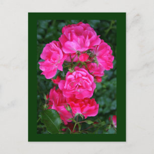 Carte Postale Rose anglais