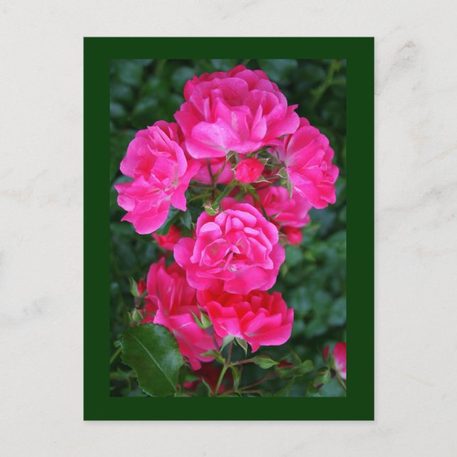 Carte Postale Rose anglais (Devant)