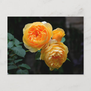 Carte Postale Rose anglais jaune