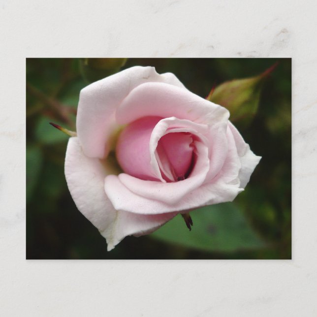 Carte Postale Rose anglaise (Devant)
