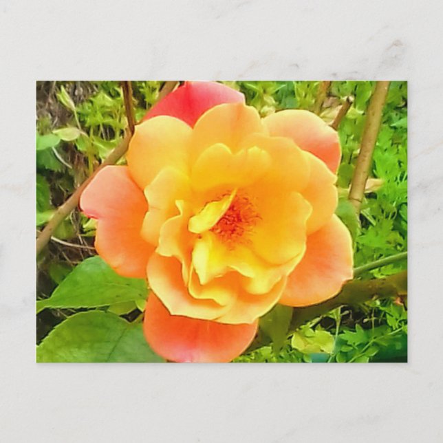 Carte Postale Rose Apricot (Devant)