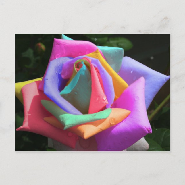 Carte Postale Rose arc-en-ciel psychédélique (Devant)