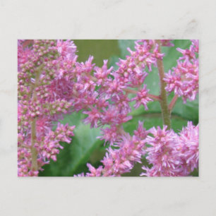 Carte postale Rose Astilbe Fleurs
