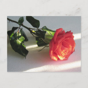 Carte Postale Rose avec tige et Feuilles sur table en soleil