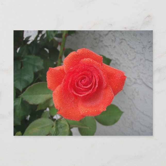 Carte Postale Rose baisé par la pluie (Devant)