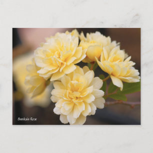 Carte Postale Rose Banksia [Carte postale]