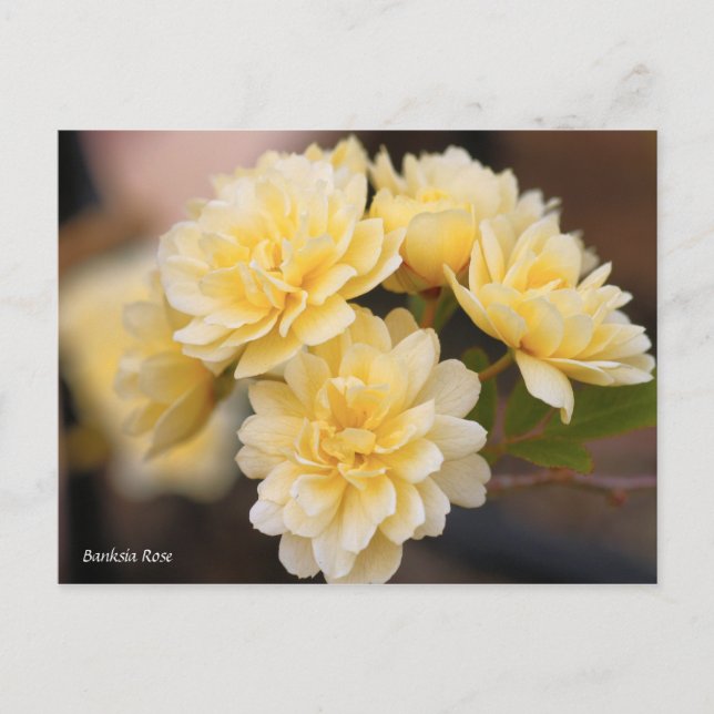 Carte Postale Rose Banksia [Carte postale] (Devant)