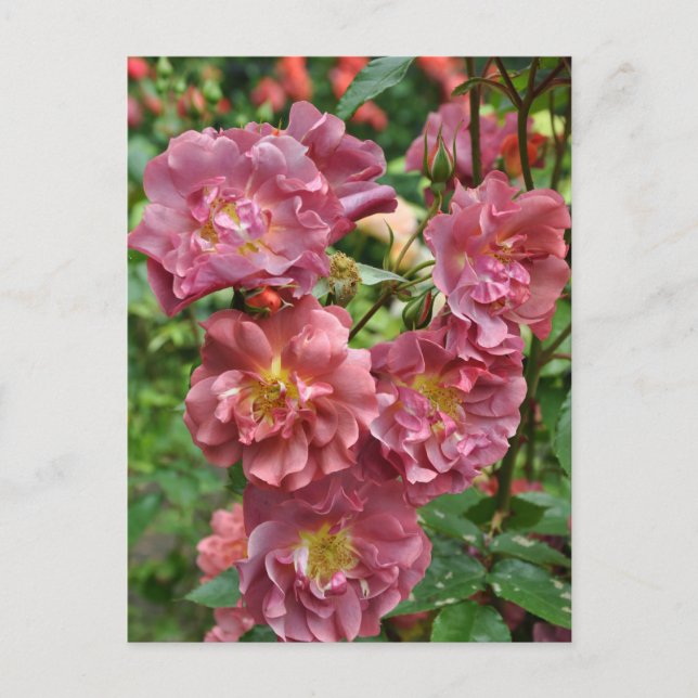 Carte Postale Rose beauté (Devant)