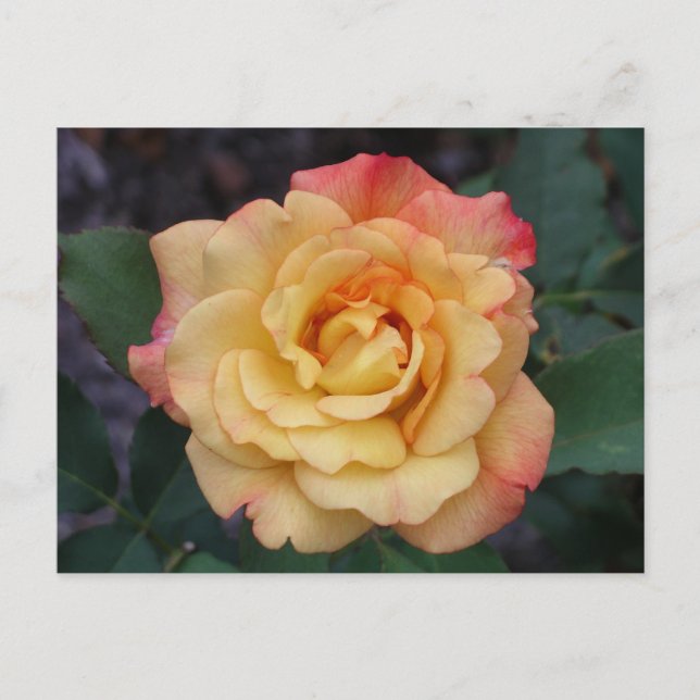 Carte Postale Rose Beautiful Pink and Yellow Floral (Devant)