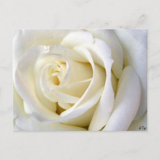 Carte Postale Rose blanc