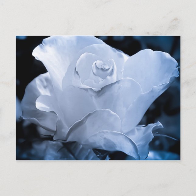 Carte Postale Rose blanche (Devant)