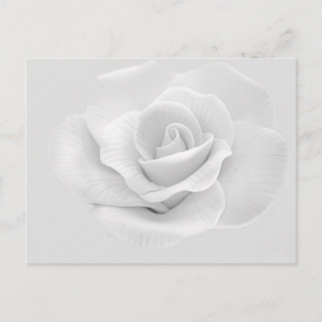 Carte Postale Rose Blanche (Devant)