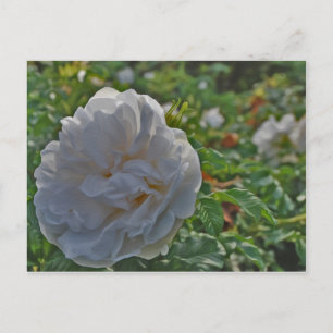 Carte Postale Rose blanche