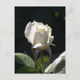 Carte Postale Rose blanche
