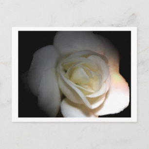 Carte Postale rose blanche