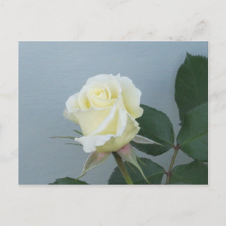 Carte postale Rose Blanche