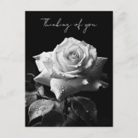 Rose blanche à longue tige photo B&W