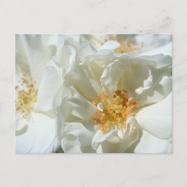 Carte postale Rose blanche et ensoleillée (Devant)