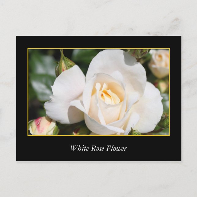 Carte Postale rose blanche fleur, amour et romantisme (Devant)