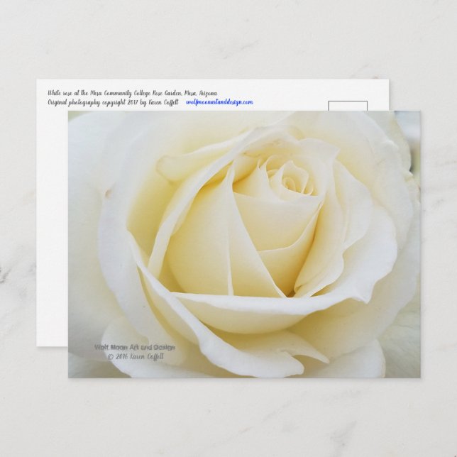 Carte Postale Rose blanche immaculée (Devant / Derrière)