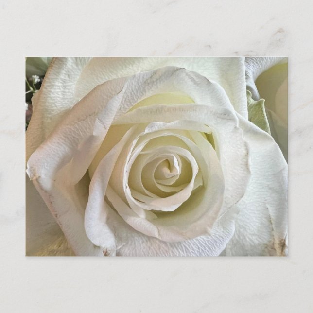 Carte postale Rose blanche pureté (Devant)