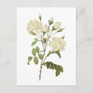 Carte Postale rose blanche (Rosa campanulata alba) par Redouté