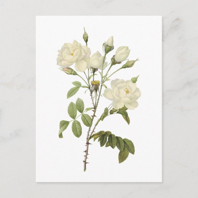 Carte Postale rose blanche (Rosa campanulata alba) par Redouté (Devant)