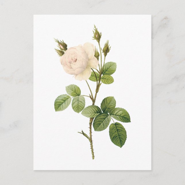 Carte Postale rose blanche (Rosa campanulata alba) par Redouté (Devant)