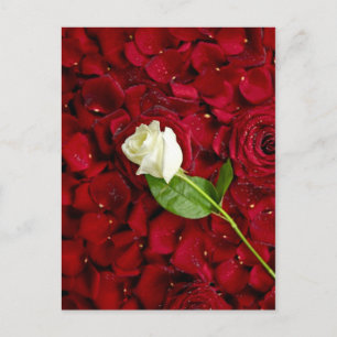 Carte Postale Rose blanche sur pétales rouges
