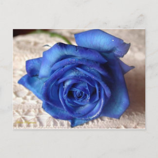 Carte Postale Rose bleu