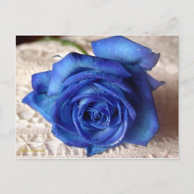 Carte Postale Rose bleu (Devant)